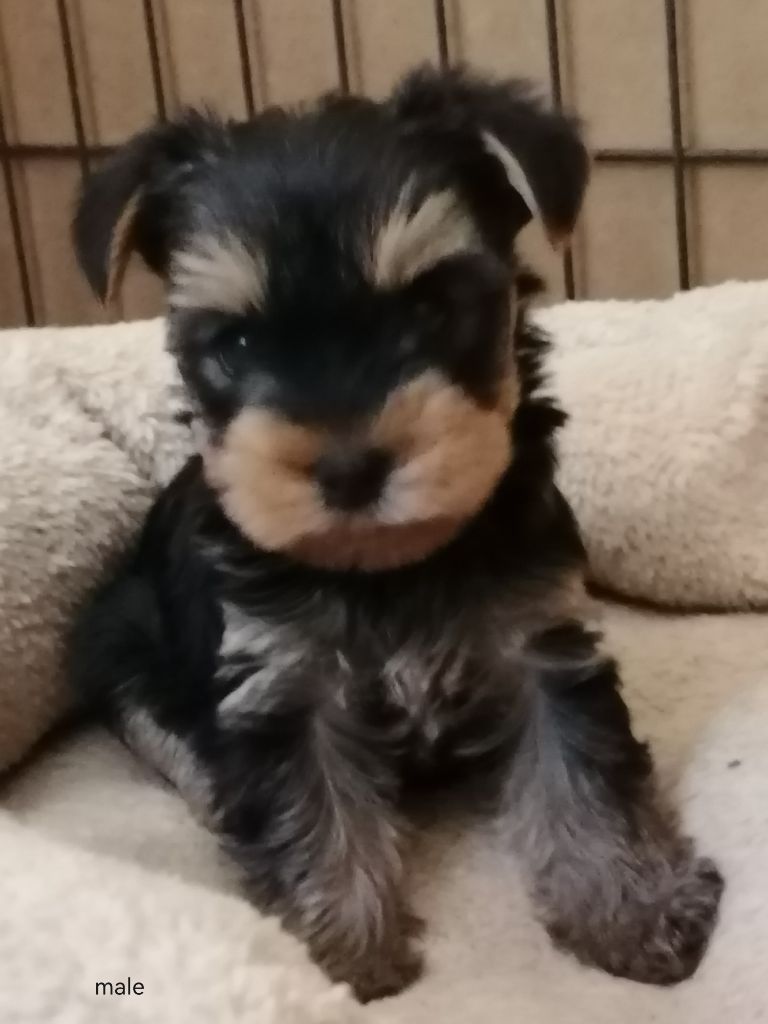 du Clos de L'Igloo - Chiot disponible  - Yorkshire Terrier