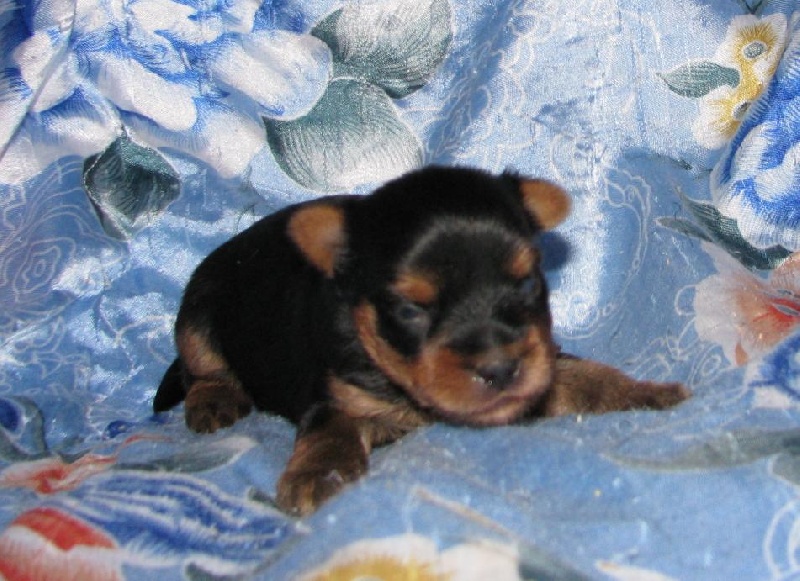 du Clos de L'Igloo - Yorkshire Terrier - Portée née le 19/11/2010