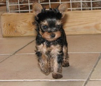 du Clos de L'Igloo - Yorkshire Terrier - Portée née le 07/04/2010