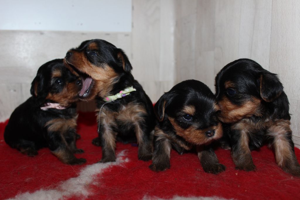 chiot Yorkshire Terrier du Clos de L'Igloo