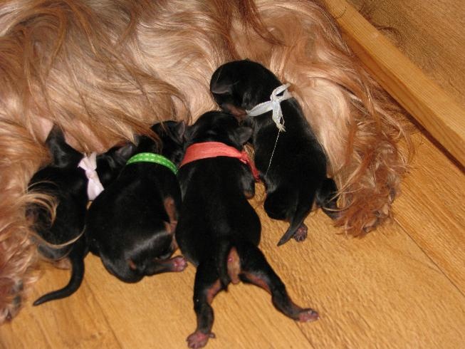 du Clos de L'Igloo - Yorkshire Terrier - Portée née le 29/03/2012