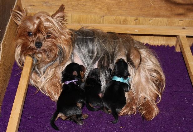 du Clos de L'Igloo - Yorkshire Terrier - Portée née le 26/11/2013