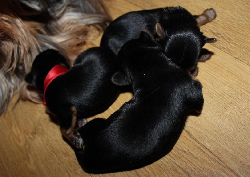 du Clos de L'Igloo - Yorkshire Terrier - Portée née le 13/01/2015