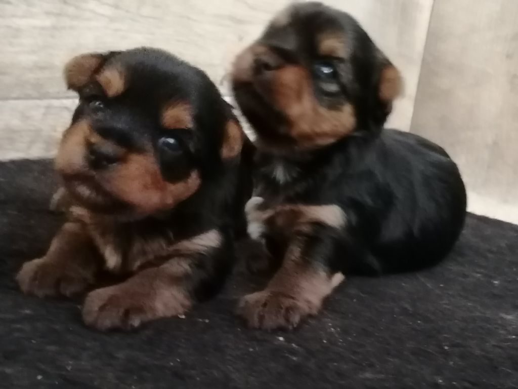 chiot Yorkshire Terrier du Clos de L'Igloo