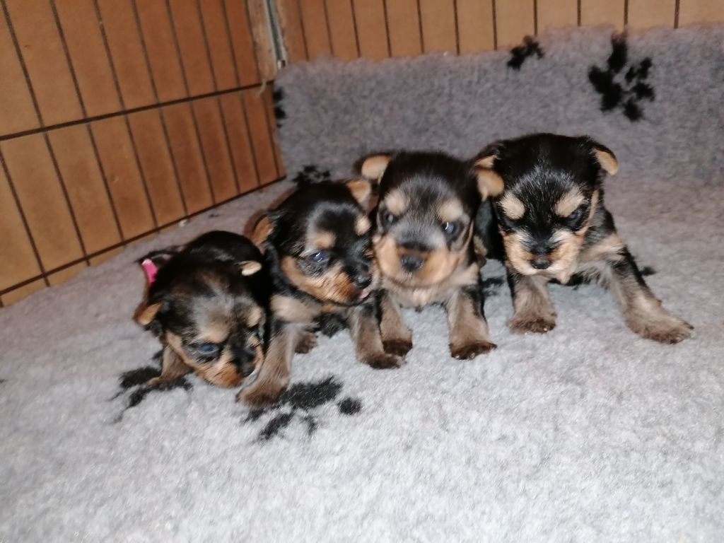 chiot Yorkshire Terrier du Clos de L'Igloo