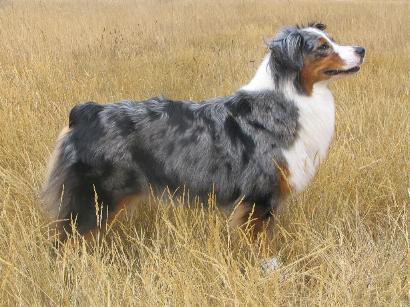 Ricqles fuzz blue