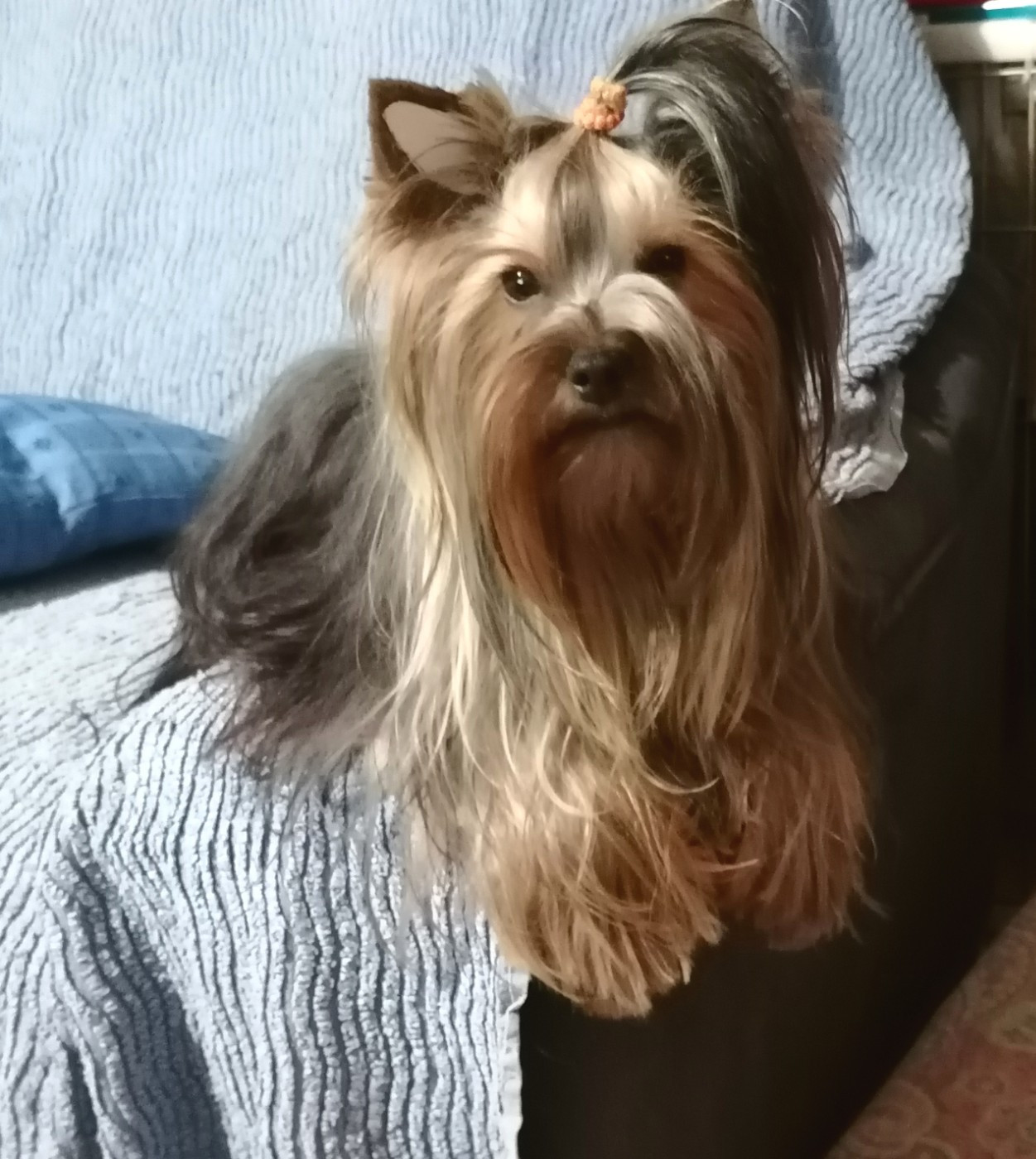 Une guimauve du Clos de L'Igloo