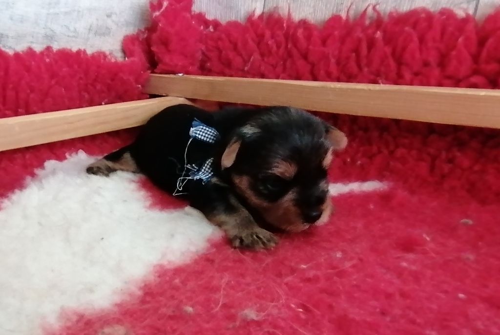 du Clos de L'Igloo - Chiots disponibles - Yorkshire Terrier