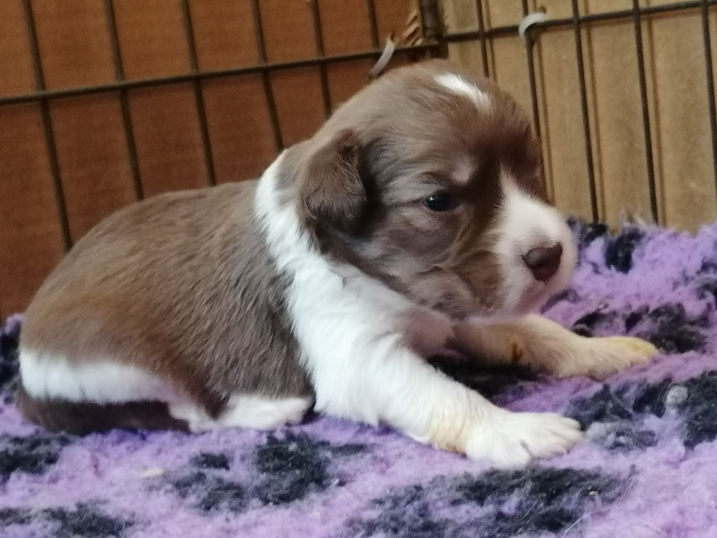 du Clos de L'Igloo - Chiots disponibles - Berger Polonais de plaine