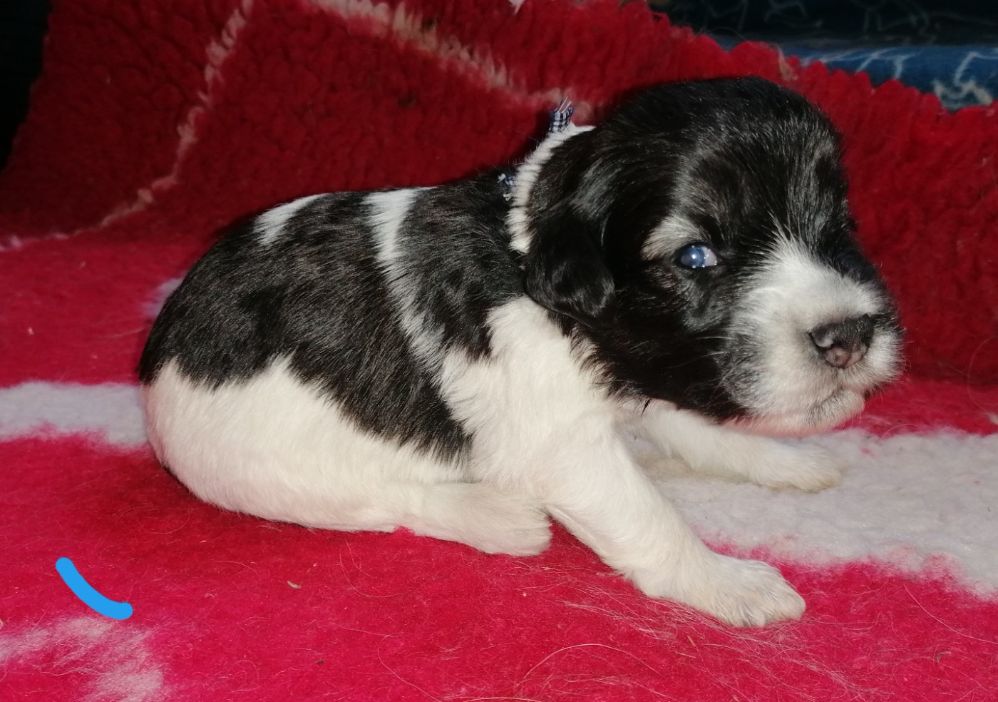 du Clos de L'Igloo - Chiots disponibles - Berger Polonais de plaine