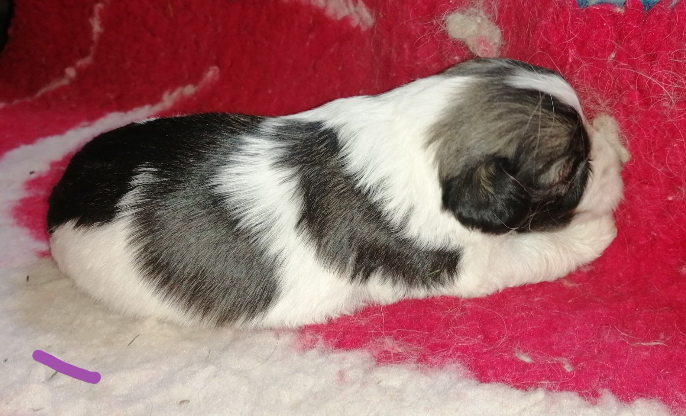 du Clos de L'Igloo - Chiots disponibles - Berger Polonais de plaine