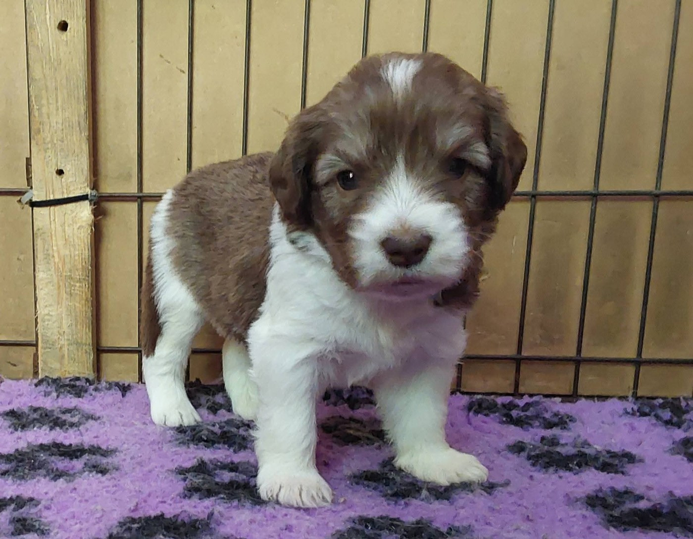 du Clos de L'Igloo - Chiots disponibles - Berger Polonais de plaine