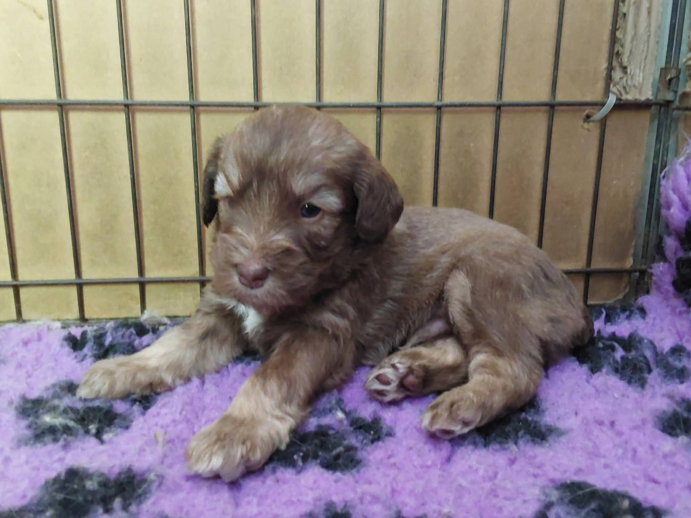 du Clos de L'Igloo - Chiots disponibles - Berger Polonais de plaine