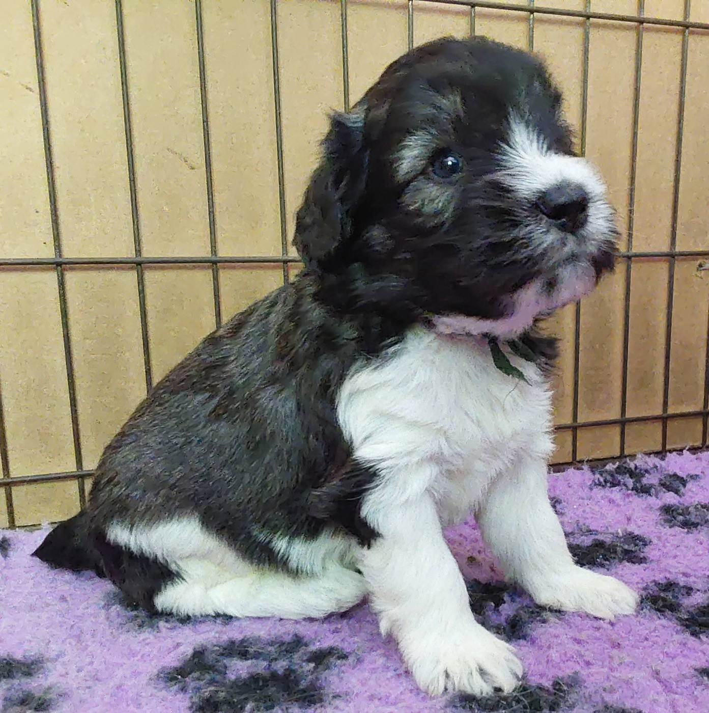 du Clos de L'Igloo - Chiots disponibles - Berger Polonais de plaine