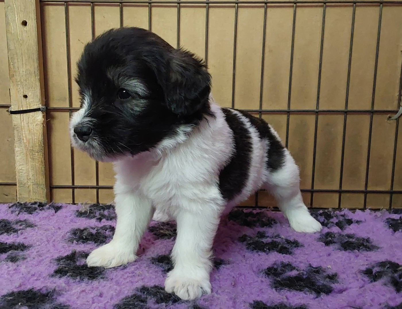 du Clos de L'Igloo - Chiots disponibles - Berger Polonais de plaine