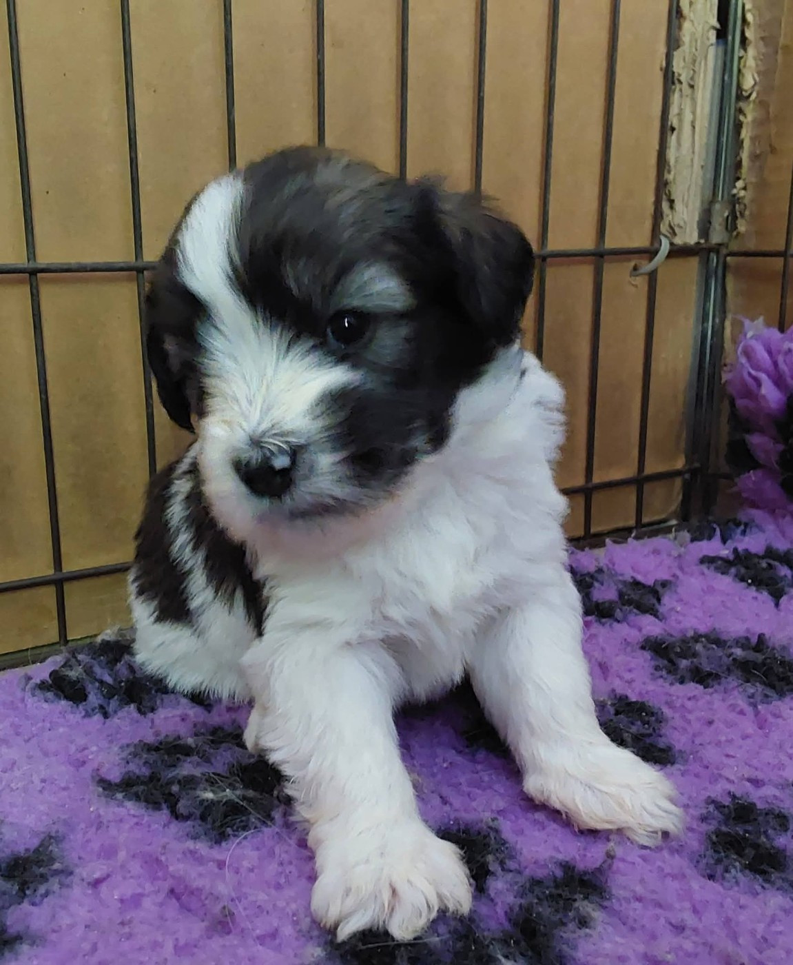 du Clos de L'Igloo - Chiots disponibles - Berger Polonais de plaine