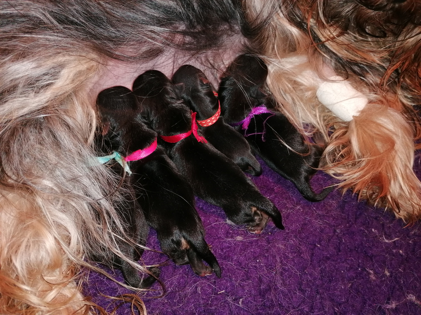 du Clos de L'Igloo - Yorkshire Terrier - Portée née le 25/03/2026