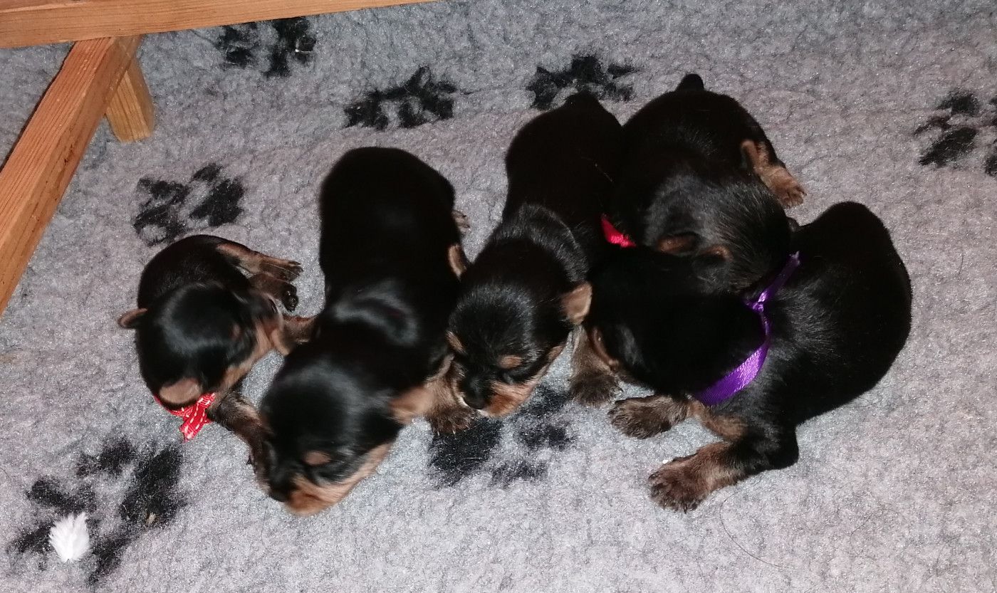du Clos de L'Igloo - Chiots disponibles - Yorkshire Terrier