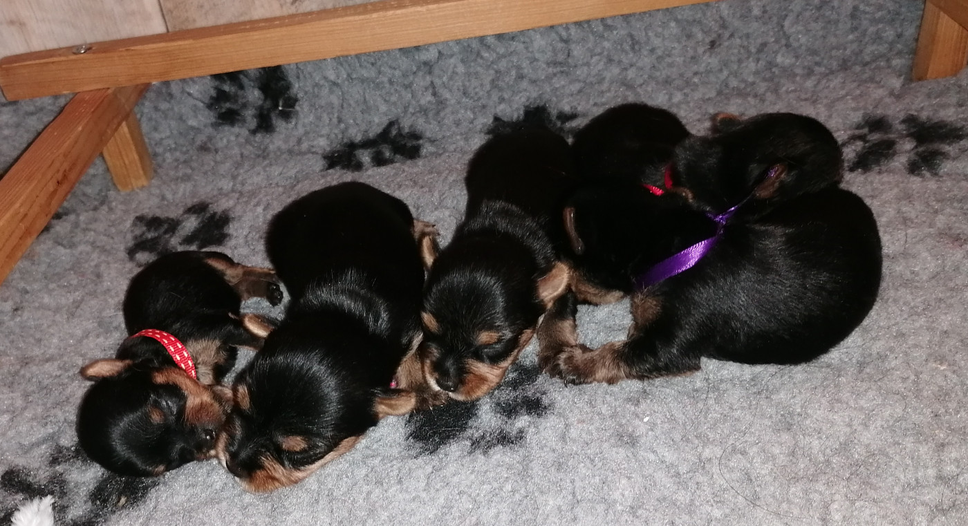 du Clos de L'Igloo - Chiots disponibles - Yorkshire Terrier