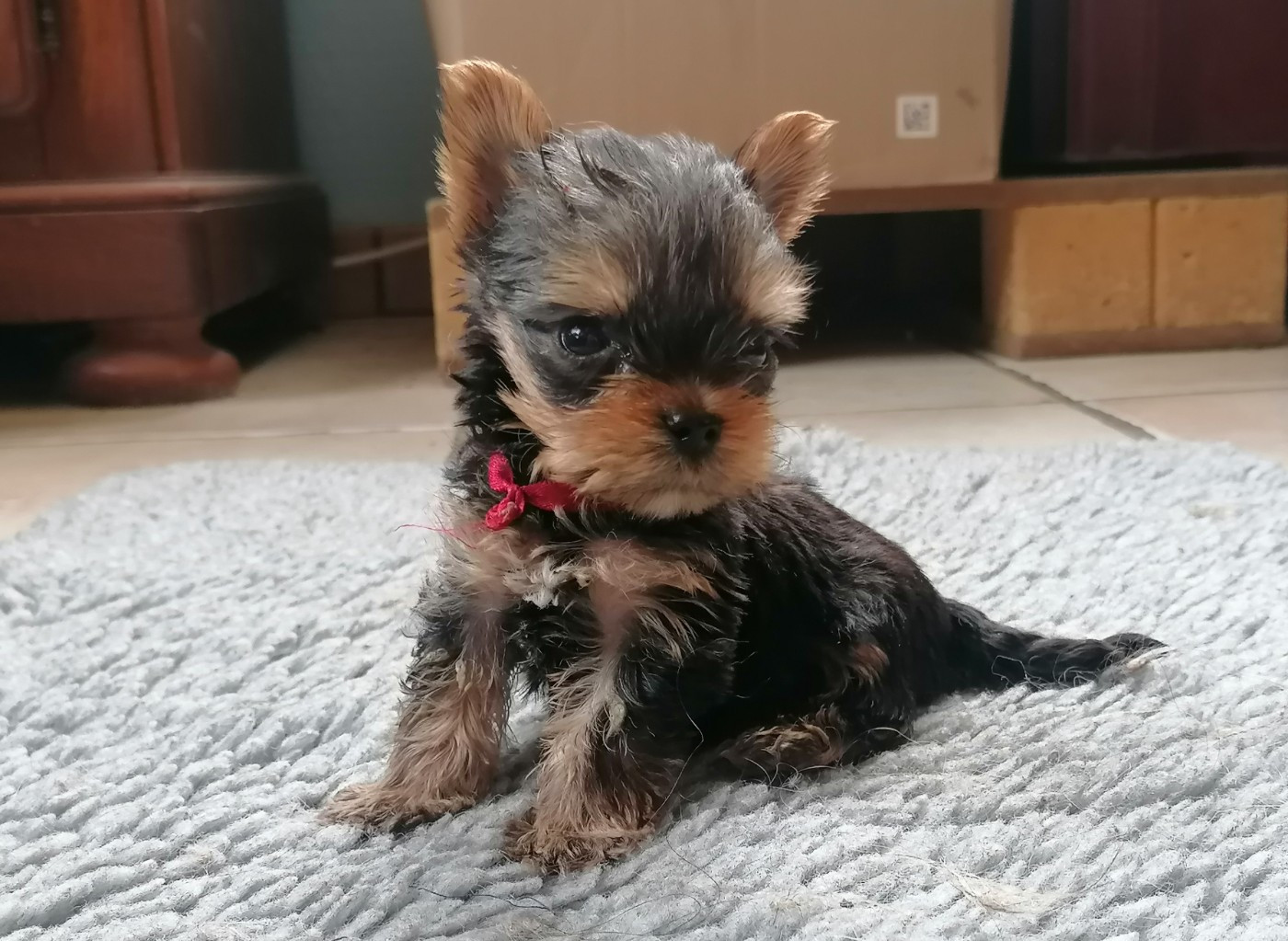du Clos de L'Igloo - Chiots disponibles - Yorkshire Terrier