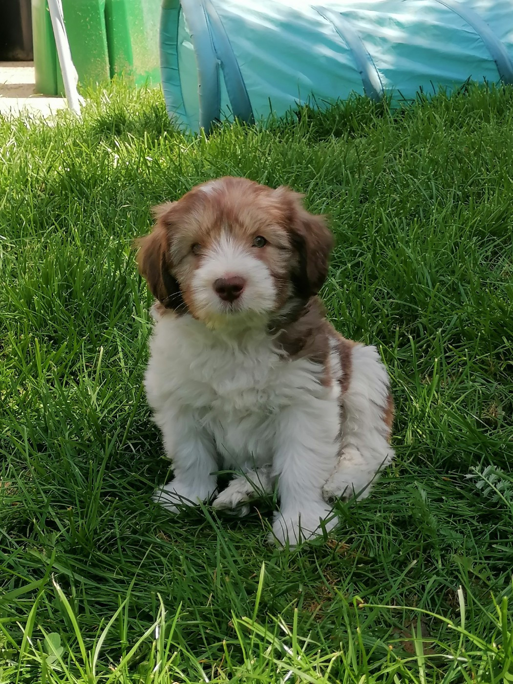 du Clos de L'Igloo - Chiots disponibles - Berger Polonais de plaine