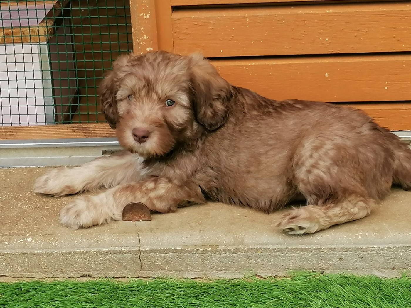 du Clos de L'Igloo - Chiots disponibles - Berger Polonais de plaine