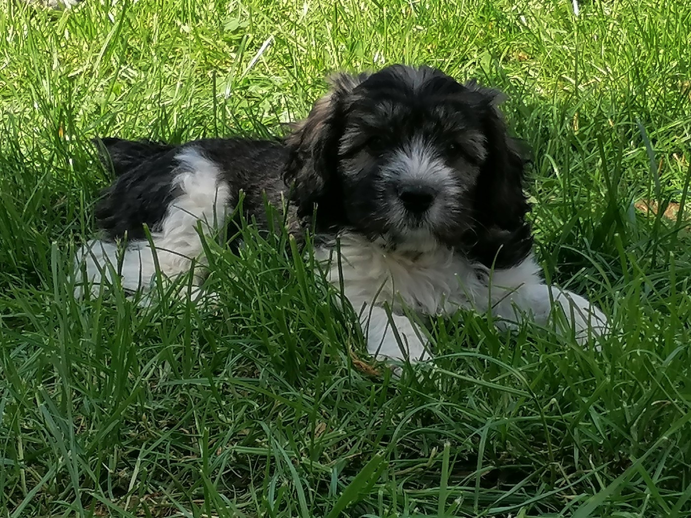 du Clos de L'Igloo - Chiots disponibles - Berger Polonais de plaine