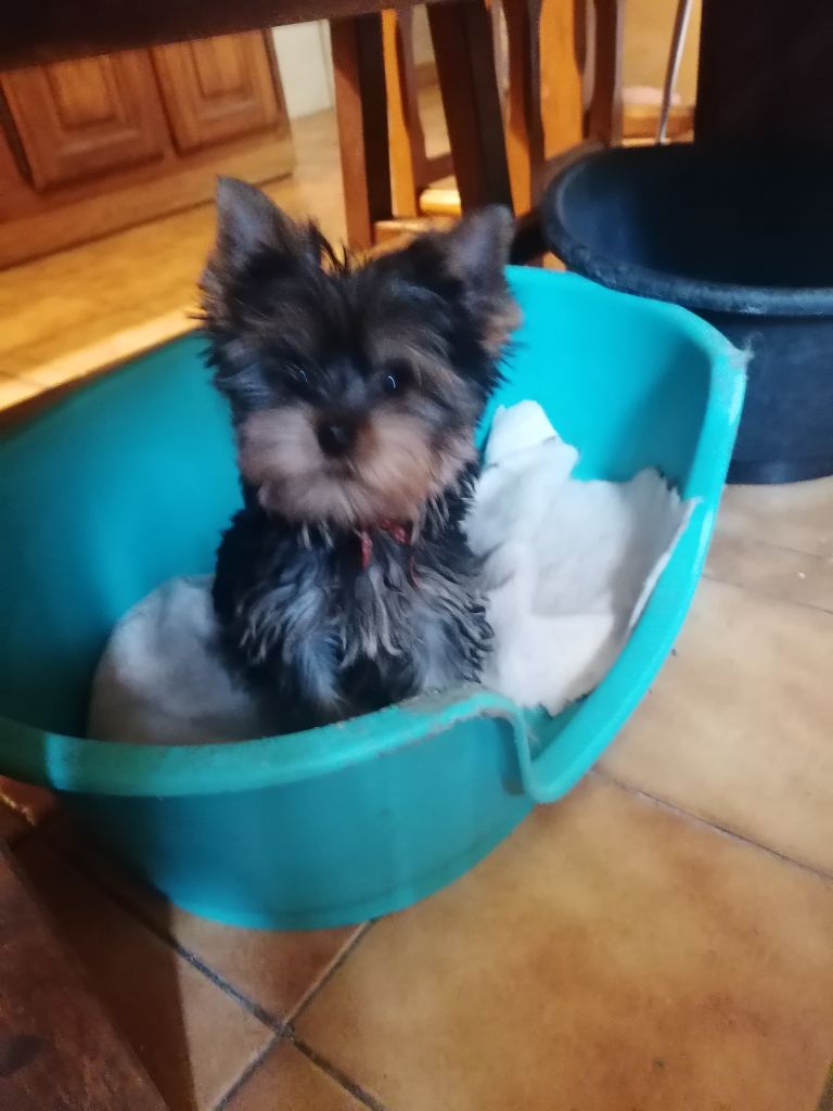 du Clos de L'Igloo - Chiots disponibles - Yorkshire Terrier