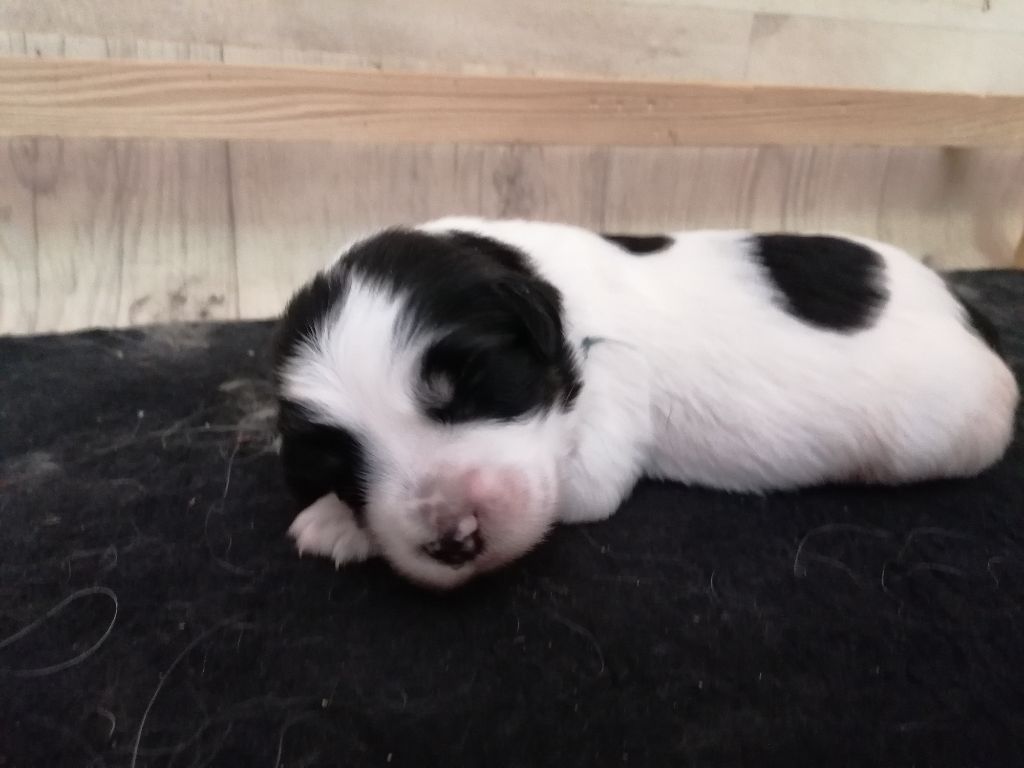 du Clos de L'Igloo - Chiots disponibles - Berger Polonais de plaine