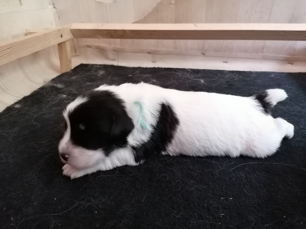 du Clos de L'Igloo - Chiots disponibles - Berger Polonais de plaine
