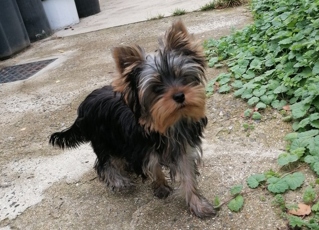 du Clos de L'Igloo - Chiots disponibles - Yorkshire Terrier