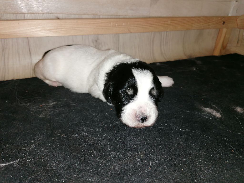 du Clos de L'Igloo - Chiots disponibles - Berger Polonais de plaine