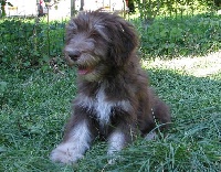 FELIKS
