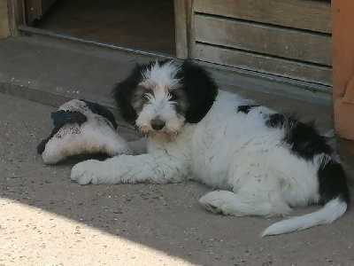UDANA