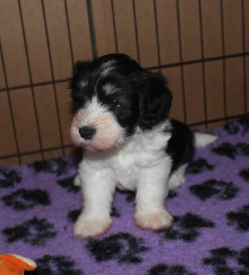 CHIOT 3