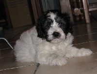 ELWOOD