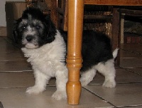 ECLAIR