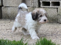 LEO
