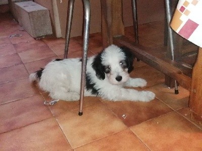 SNOOPY