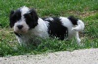 FLANELLE