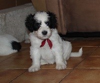 PIEKNY PESPY