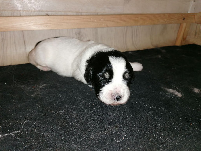 CHIOT 4