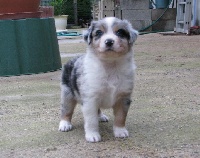GOLIATH