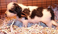 JAROV