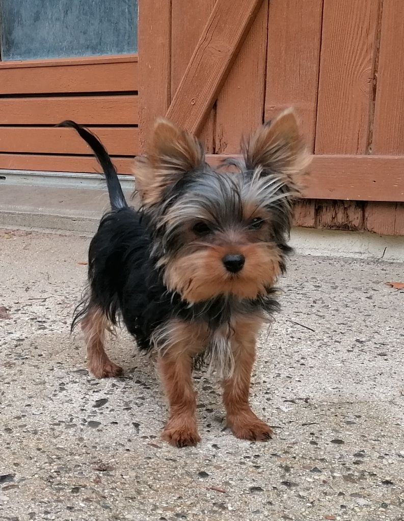 du Clos de L'Igloo - Chiots disponibles - Yorkshire Terrier