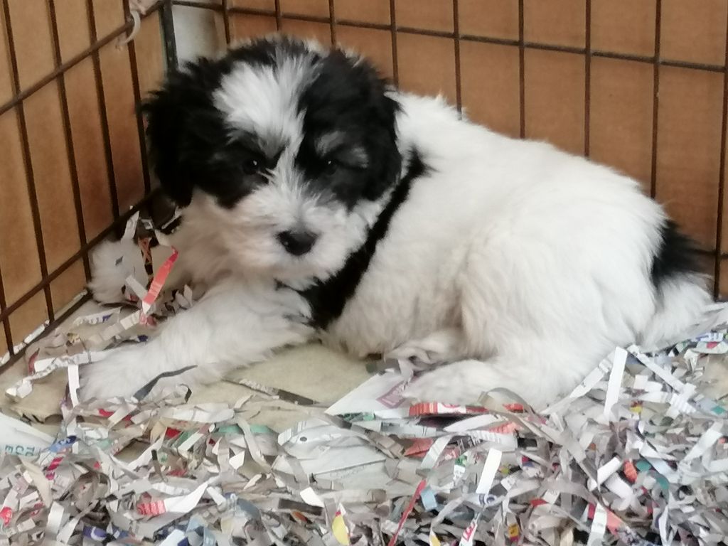 du Clos de L'Igloo - Chiots disponibles - Berger Polonais de plaine