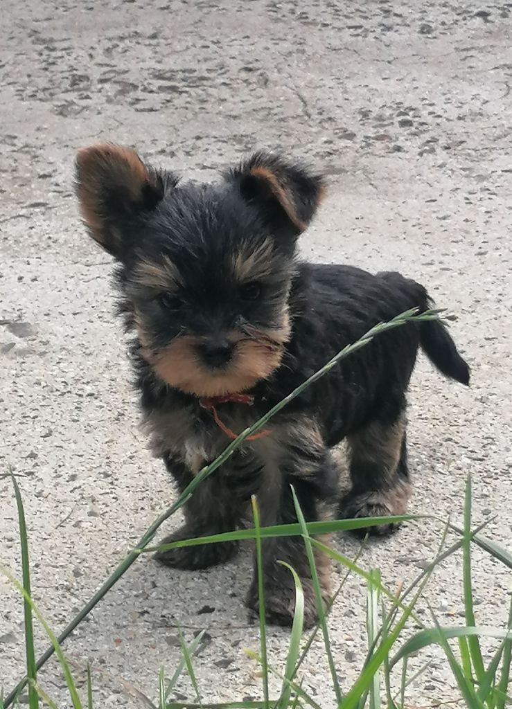 du Clos de L'Igloo - Chiots disponibles - Yorkshire Terrier