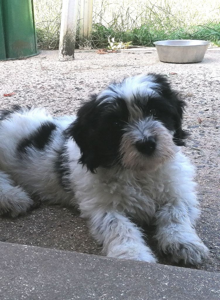 du Clos de L'Igloo - Chiots disponibles - Berger Polonais de plaine