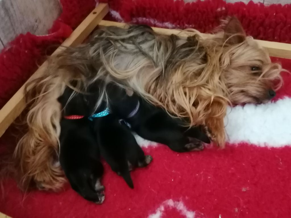 Chiot Yorkshire Terrier du Clos de L'Igloo