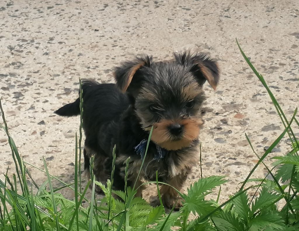 du Clos de L'Igloo - Chiots disponibles - Yorkshire Terrier